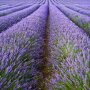 Lavendel (Lavandula angustifolia)